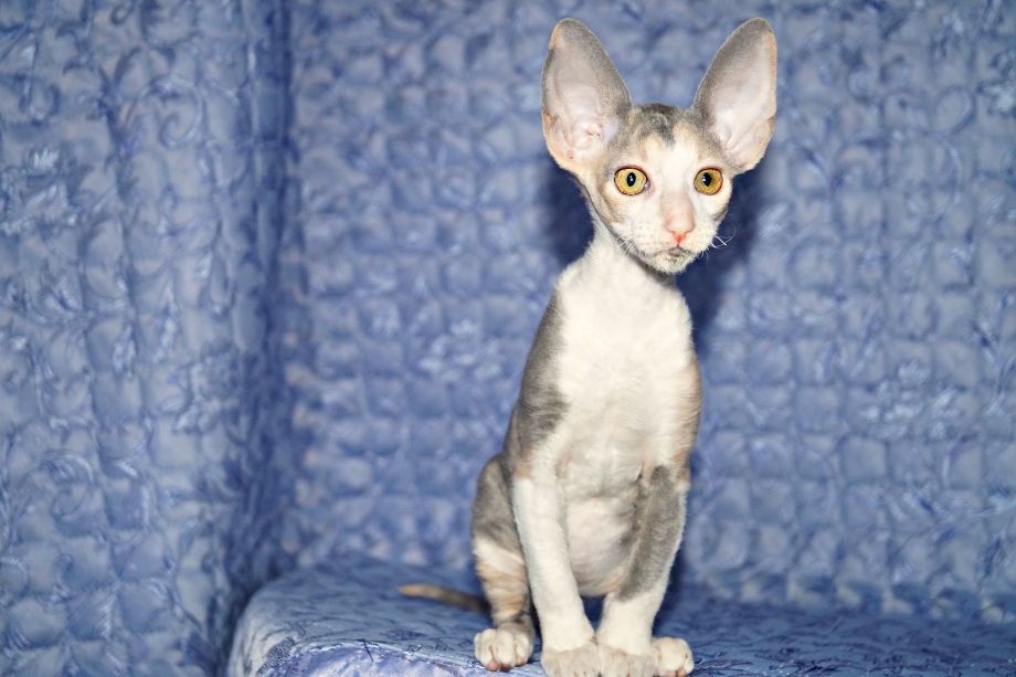 Корниш рекс кошка