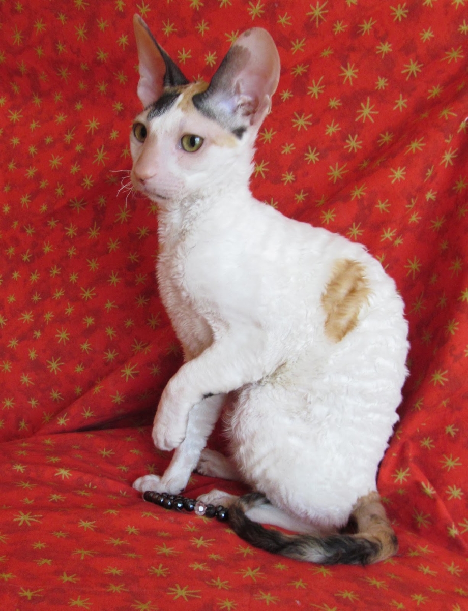 Корни Шрек