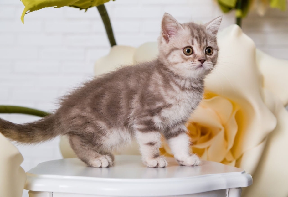 Скоттиш лиловый мрамор