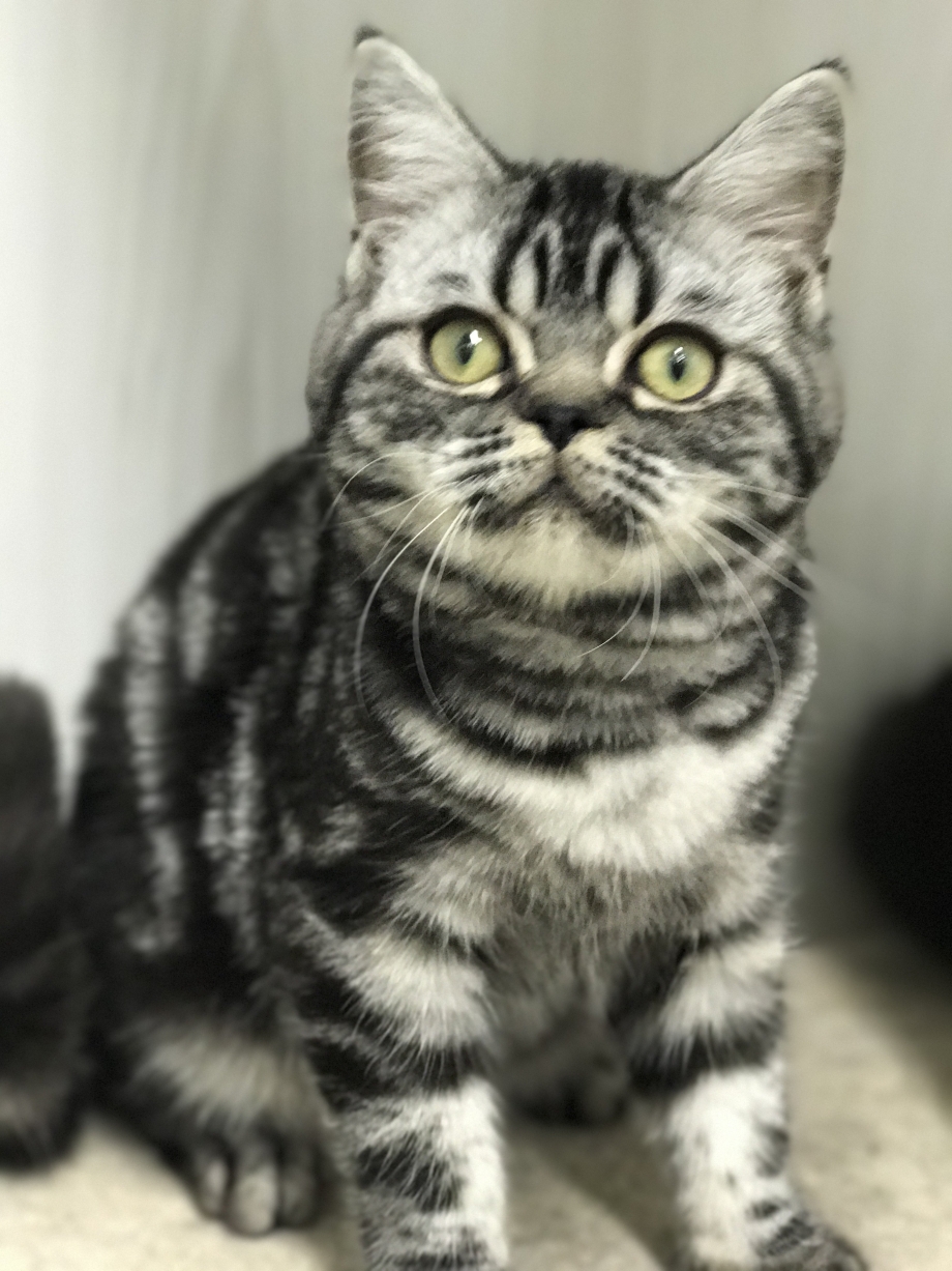 Шотландская кошка страйт