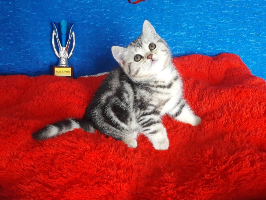 Скоттиш страйт котята