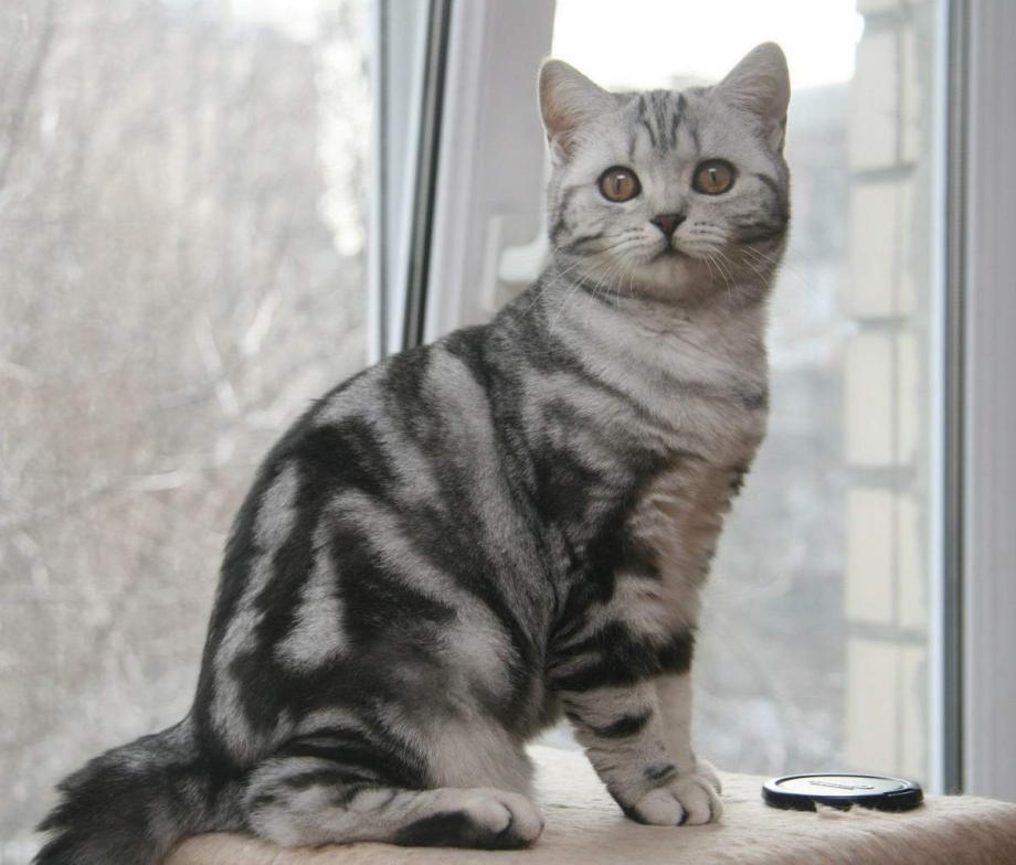 Шотландская кошка прямоухая