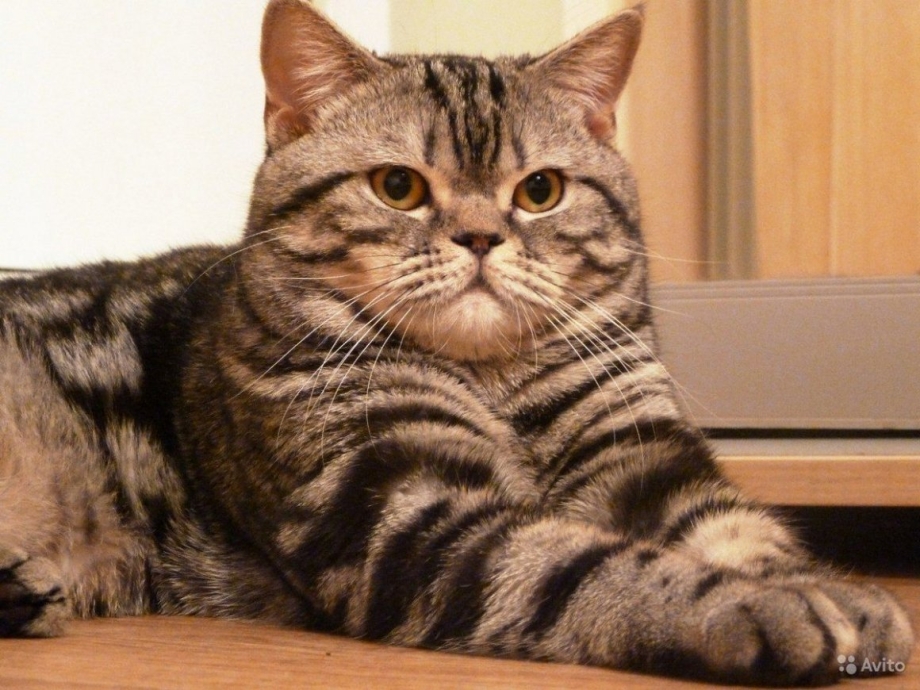 Шотландский скоттиш страйт