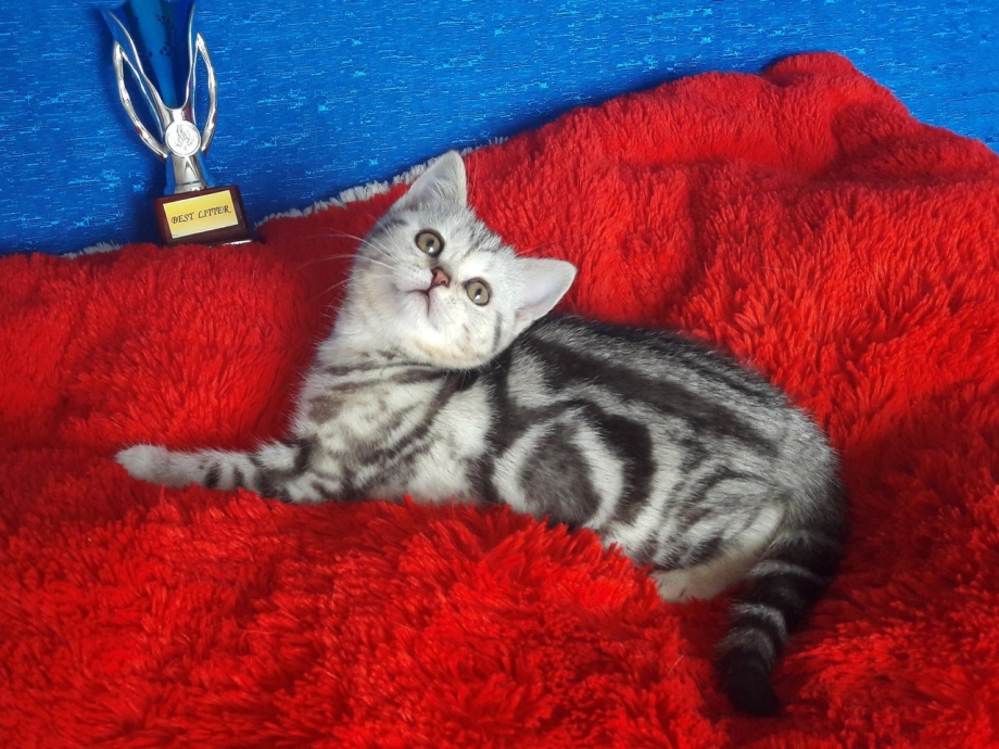 Котёнок шотландский прямоухий мраморный