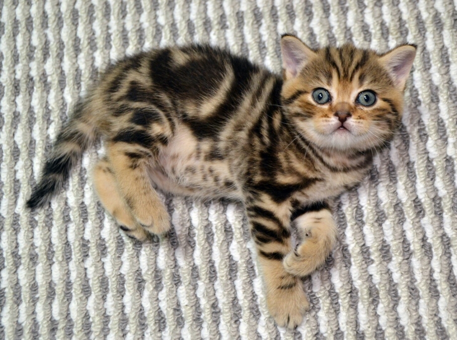 Шотландские котята страйт мрамор