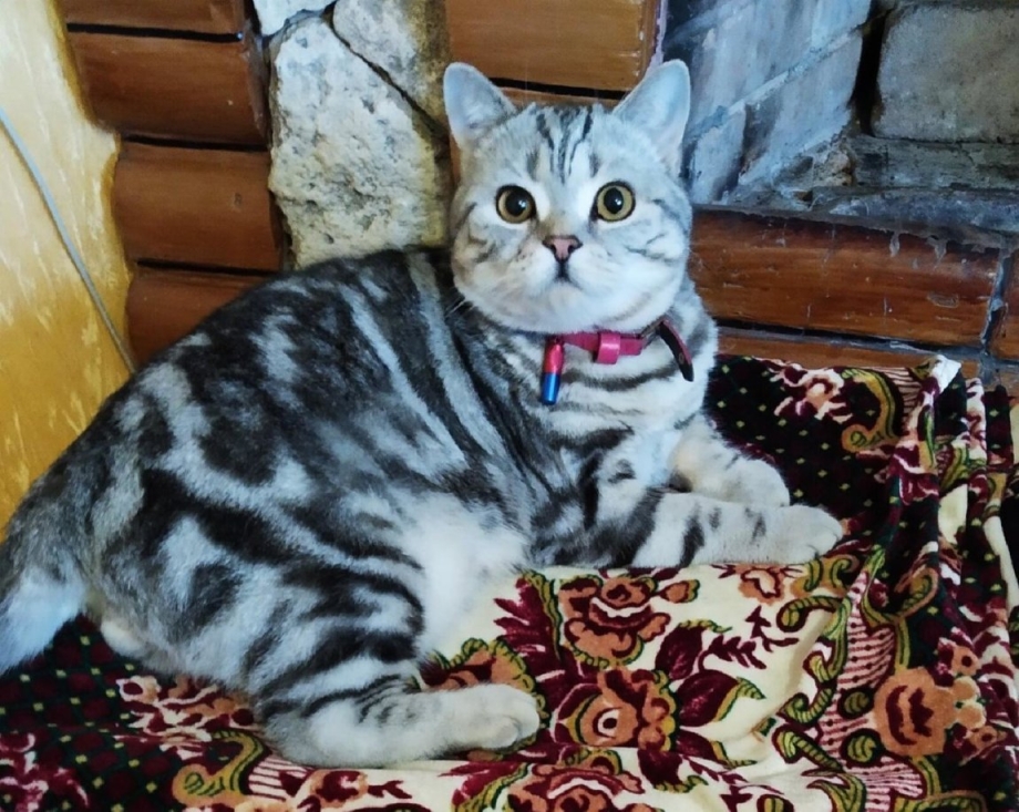 Шотландский скоттиш страйт мраморный