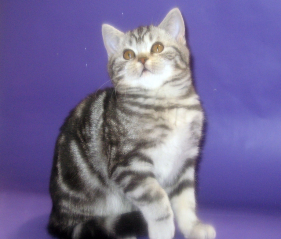 Шотландский кот скоттиш страйт мрамор
