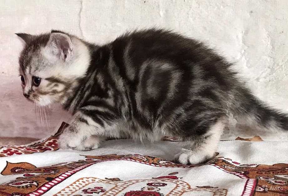 Скоттиш страйт черный мрамор