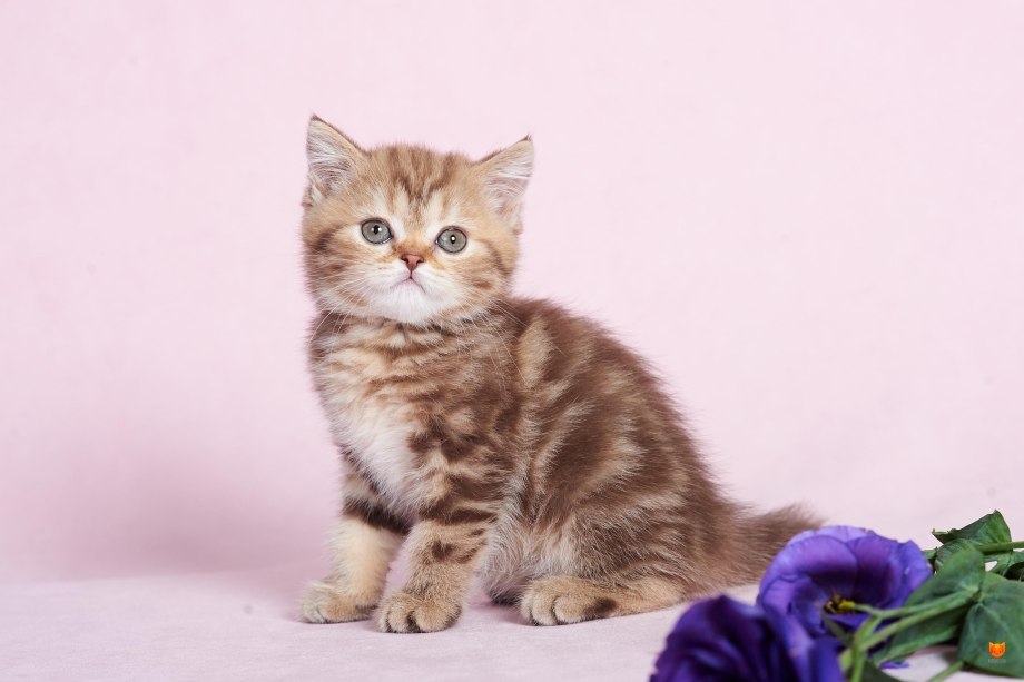 Скоттиш страйт котята