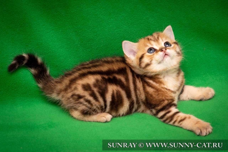 Шотландский страйт мраморный котенок
