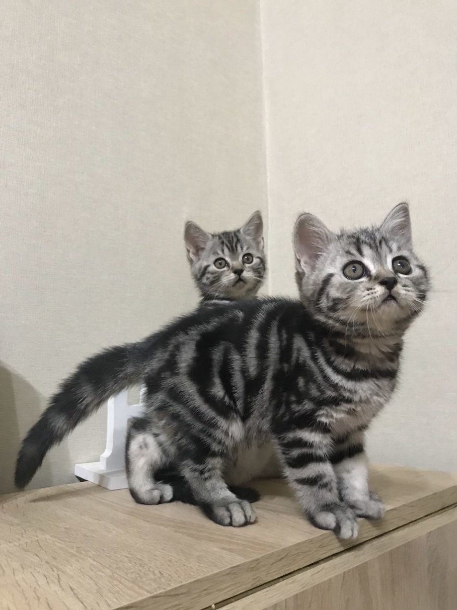 Мраморные Шотландские котята прямоухие