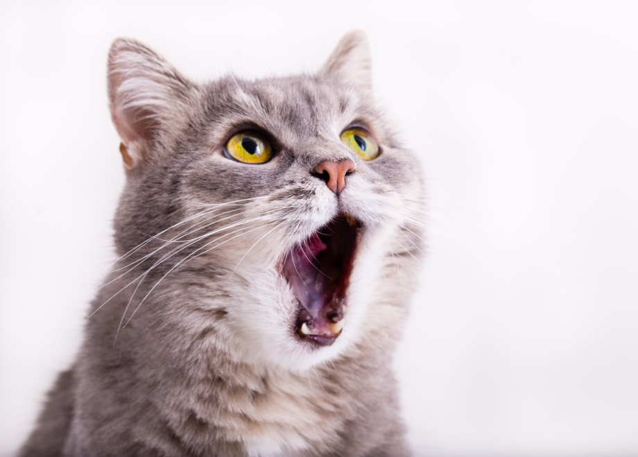 Удивление котик