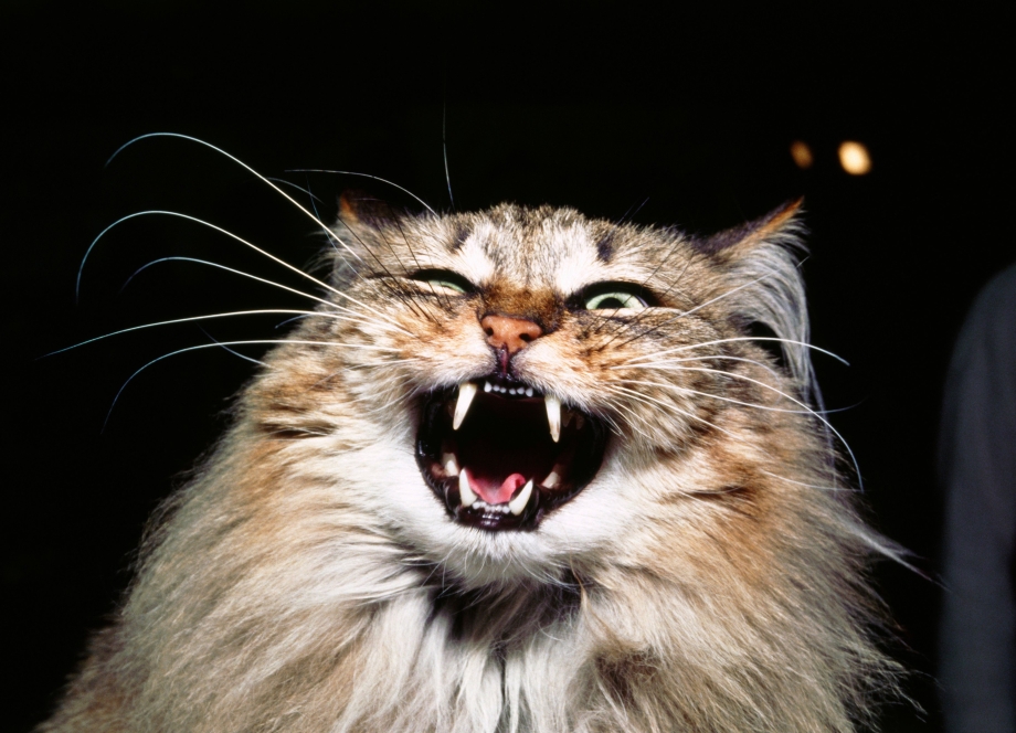 Кричащий кот