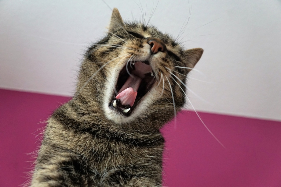 Орущие коты