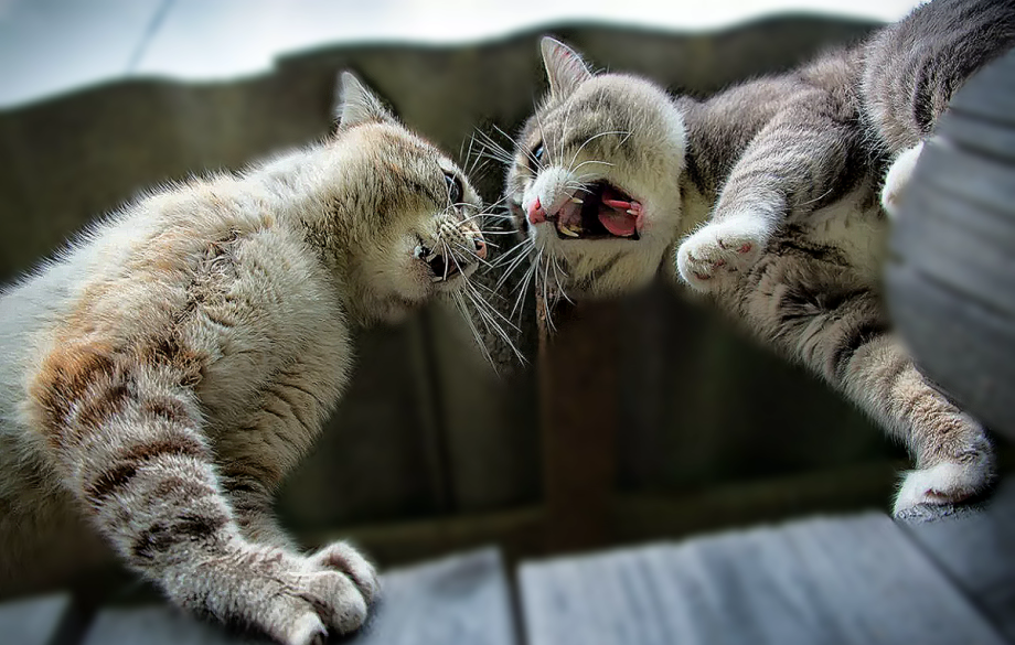 Кошки орут весной