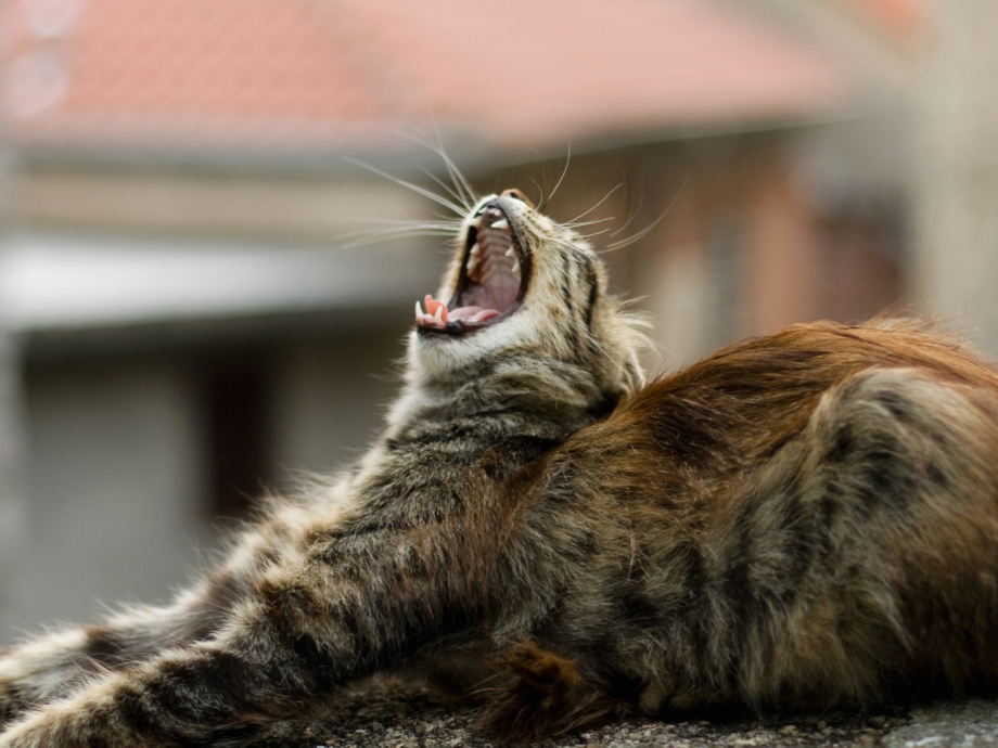 Котенок потягивается и зевает