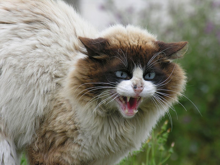 Орущий кот