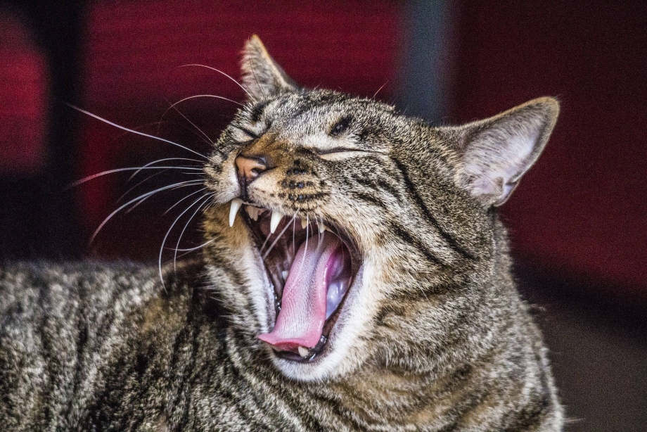 Орущий кот