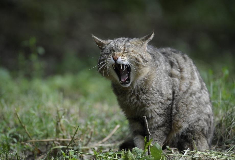 Амурский Лесной кот