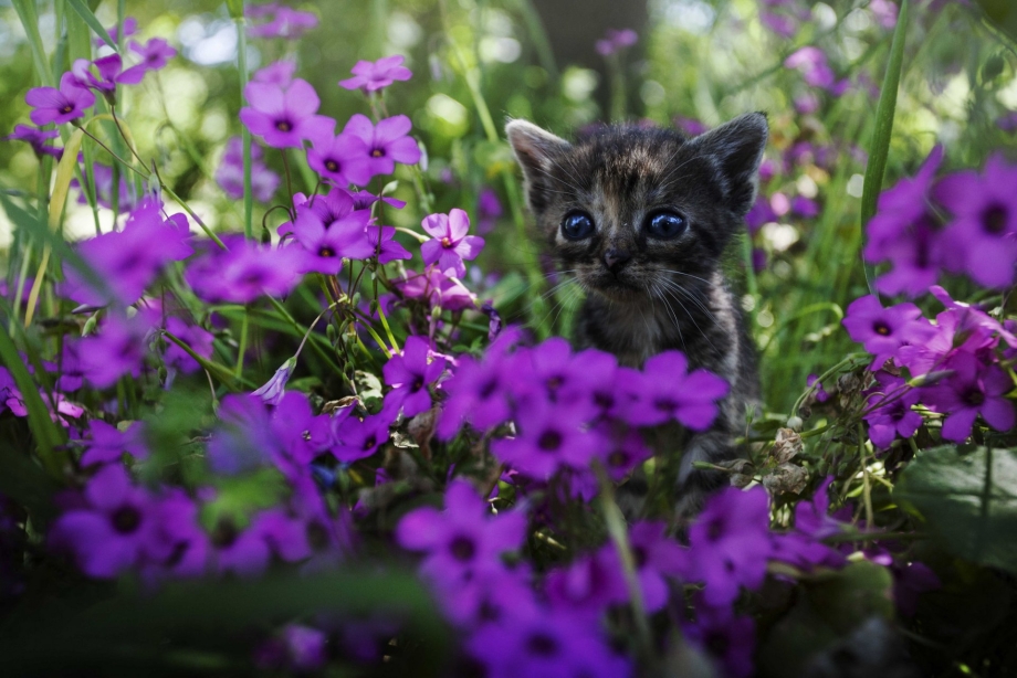 Котенок в цветах