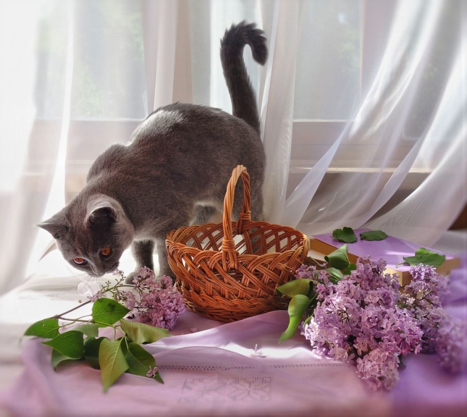 Котик и сирень утро