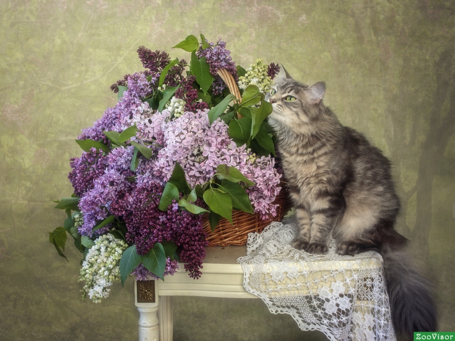 Котята сирень