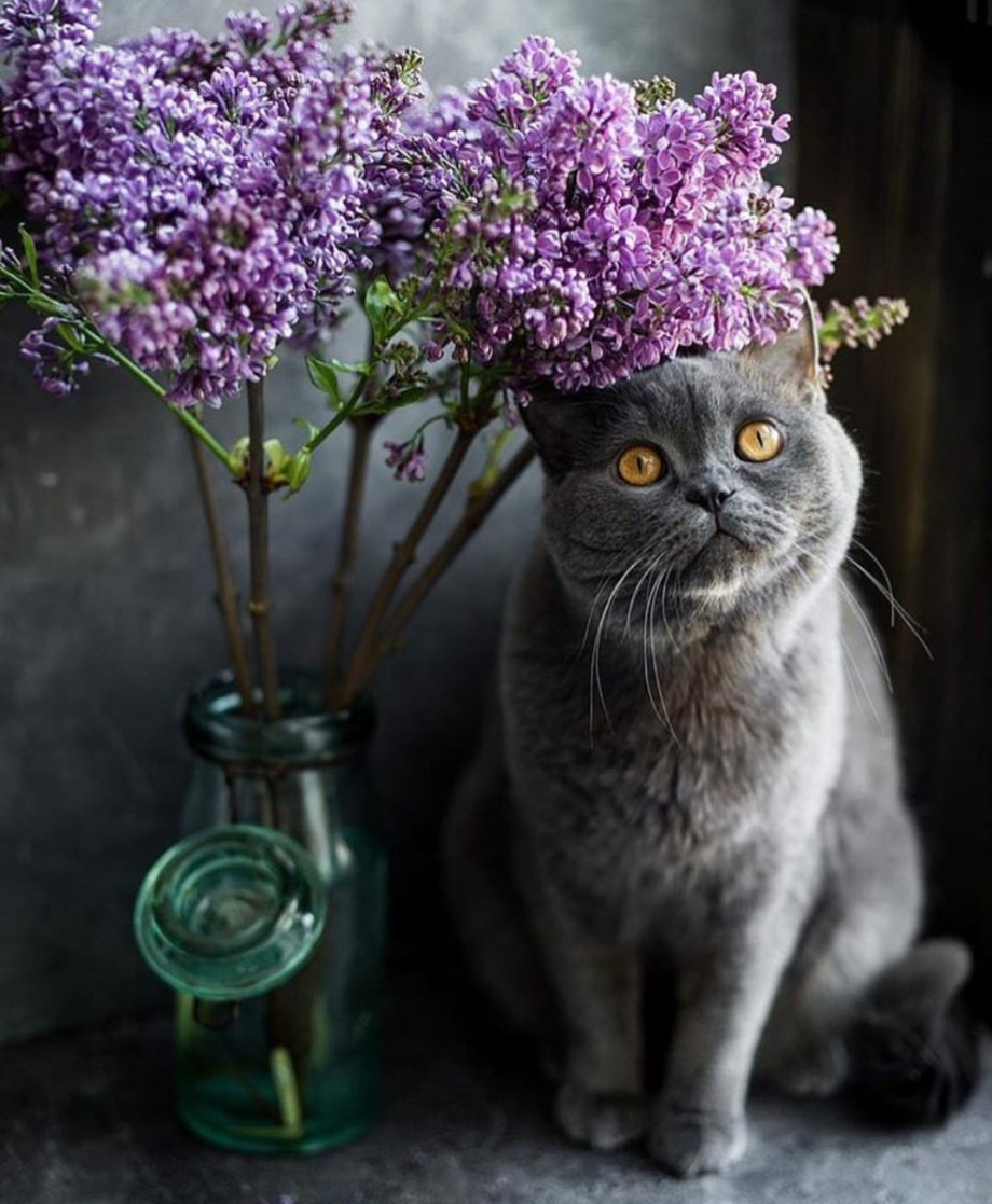 Кот и сирень
