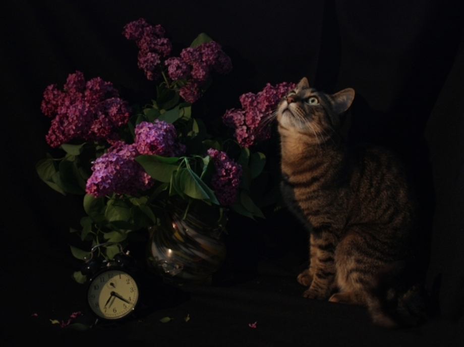 Кот и сирень