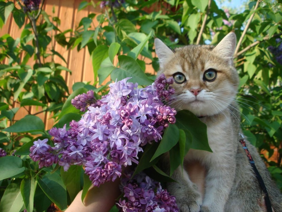 Котик и сирень