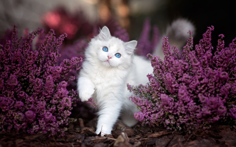 Кошечка в цветах