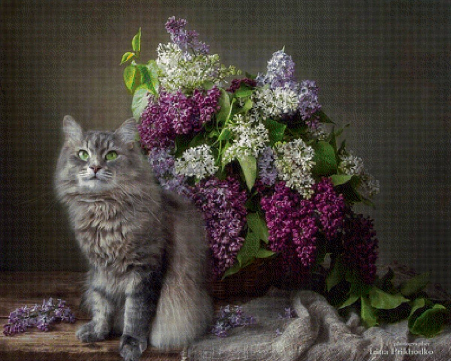 Сирень с котом натюрморт