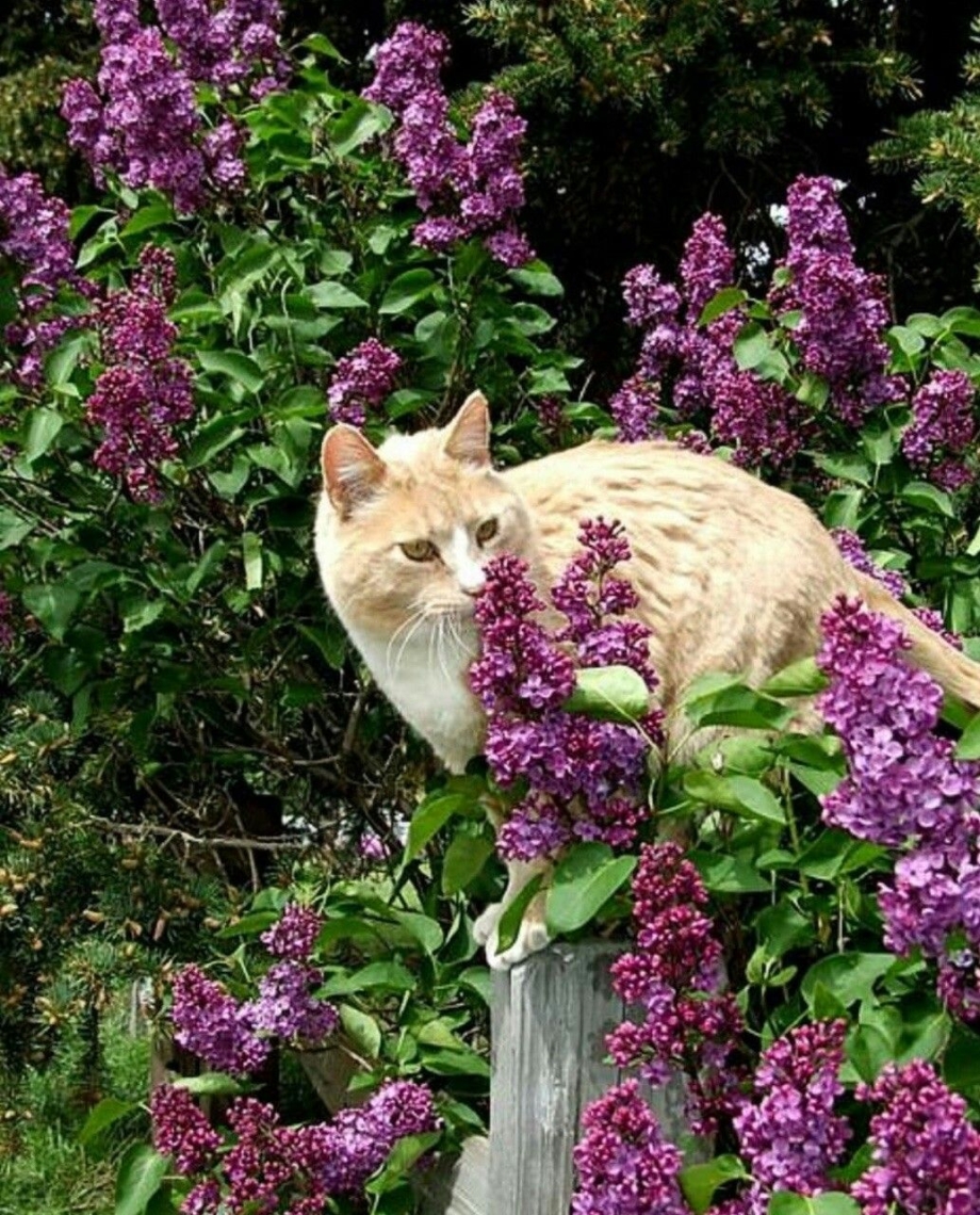 Кот и белая сирень