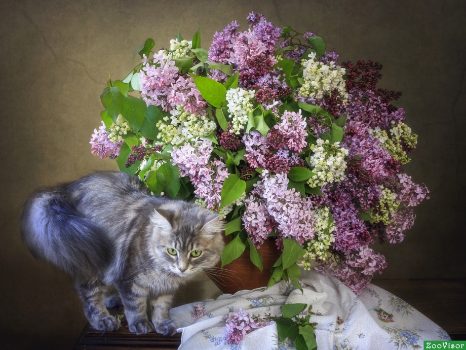 Котята сирень