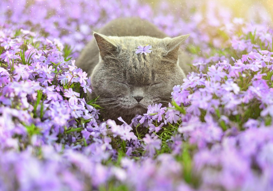 Кот июнь