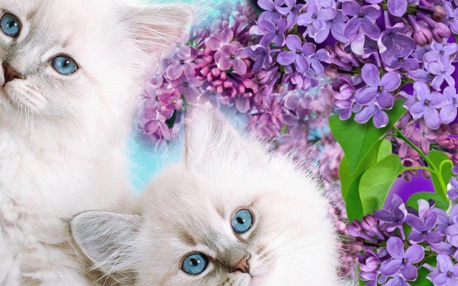 Фотообои котята