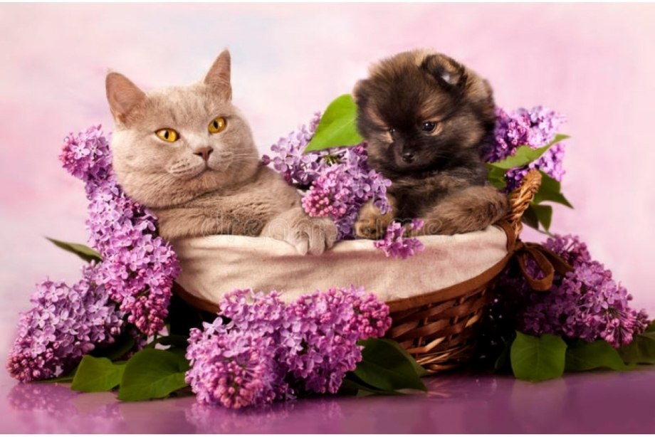 Кошка и сирень