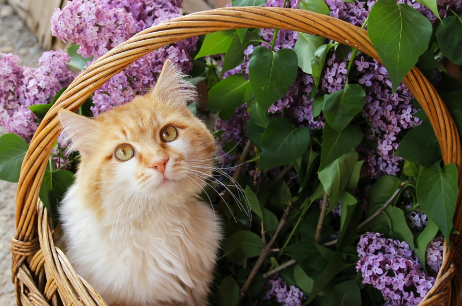 Котёнок в корзине цветовкартинки