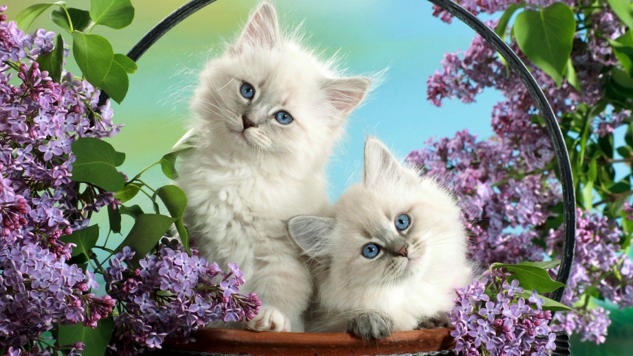 Красивые котята
