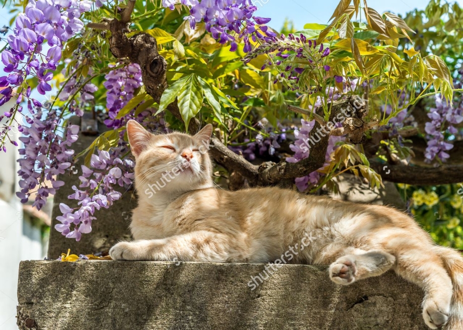 Коты и сирень
