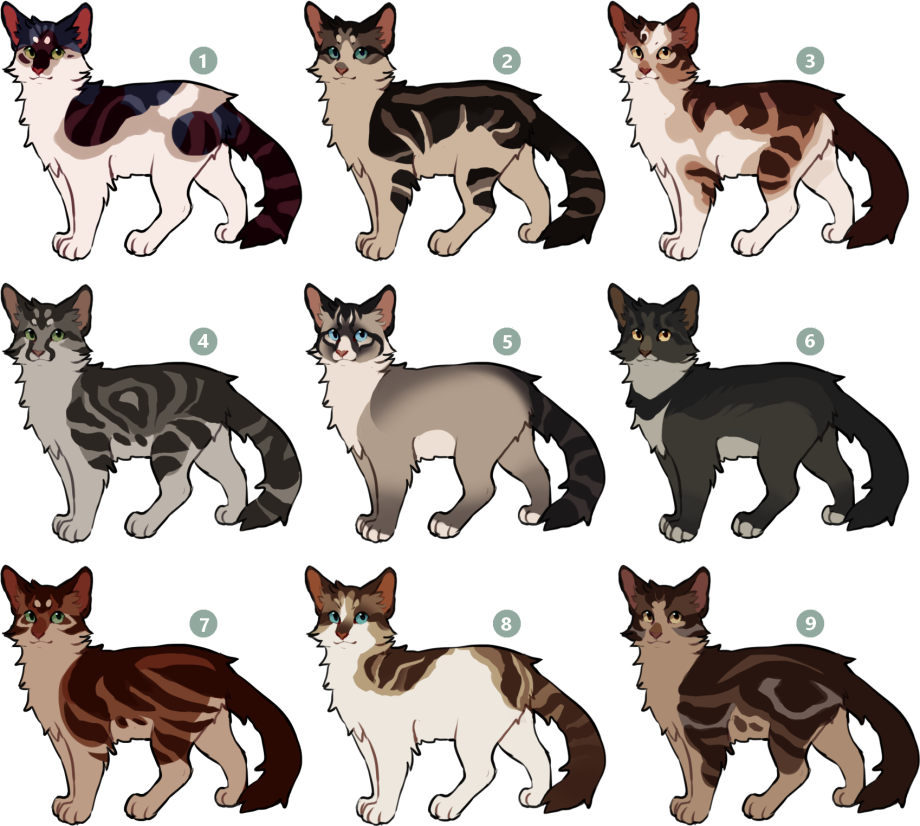 Коты Воители адопты