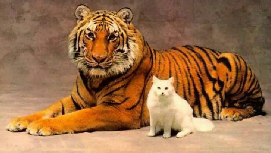 Львята и тигрята