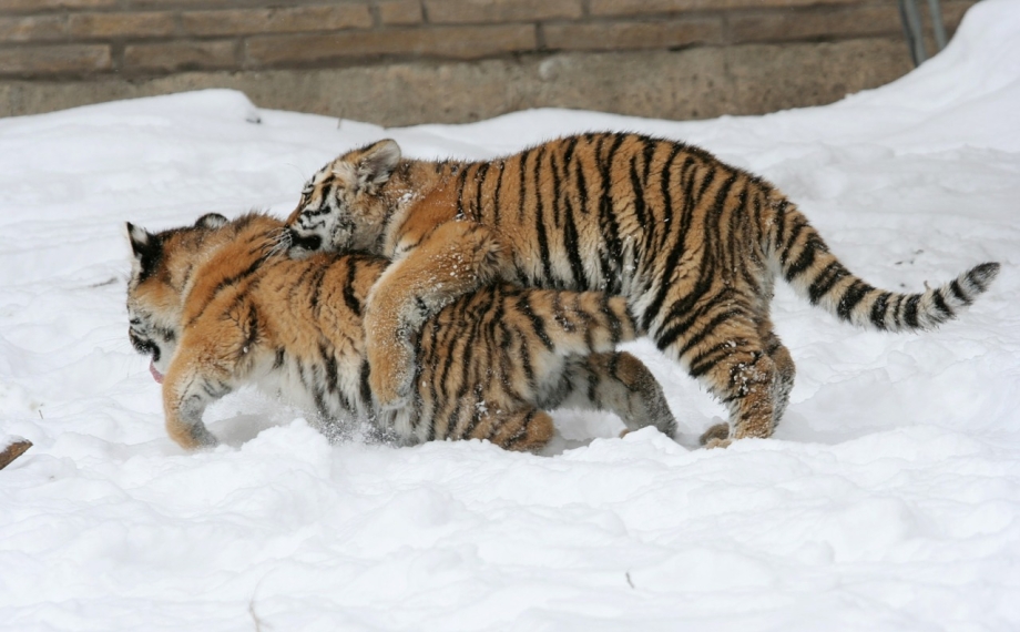 Тигр и кошка