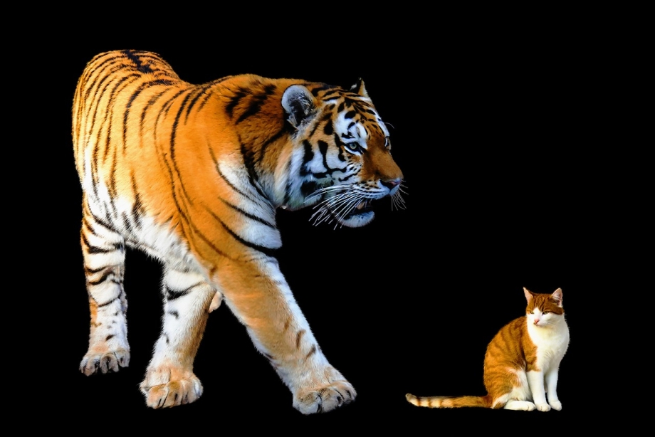 Кошка тигрица