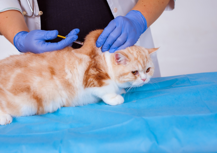 Вакцинация котят