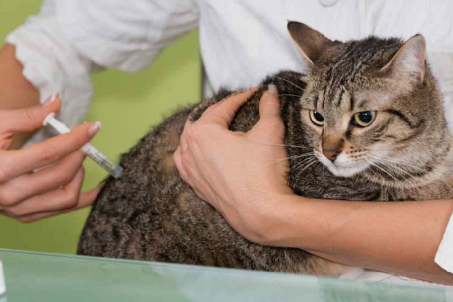 Подкожная капельница кошке
