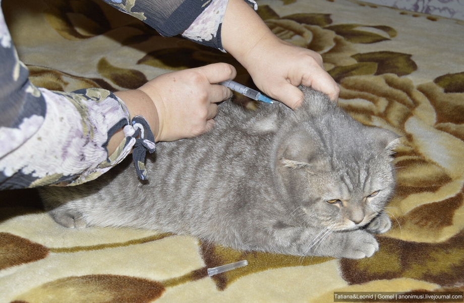 Укол коту