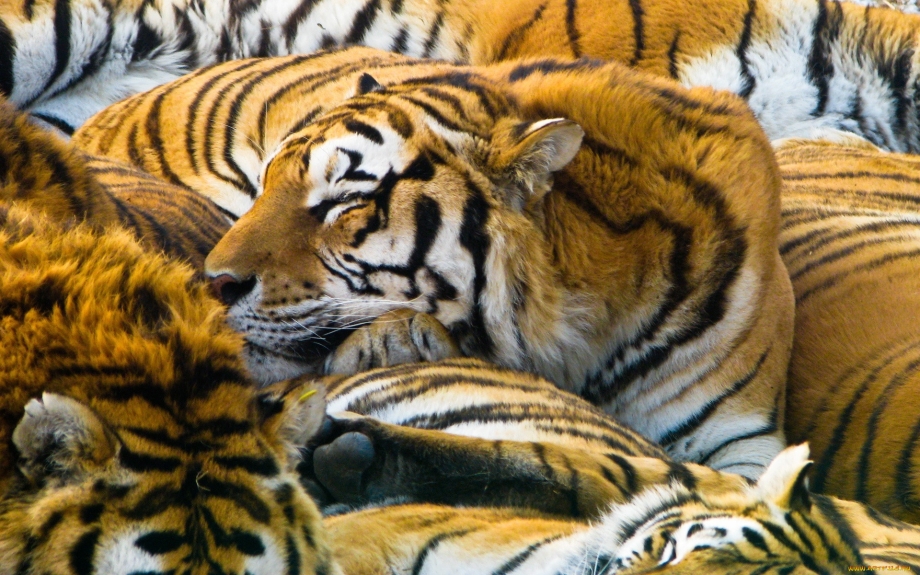 Кот в джунглях