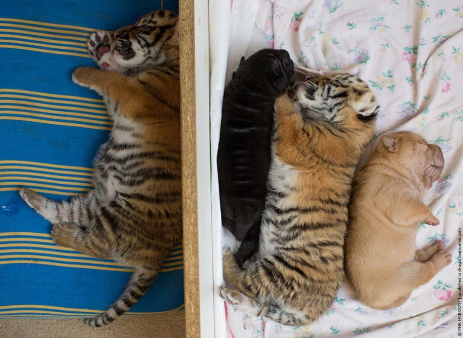 Кошку покрасили в тигра