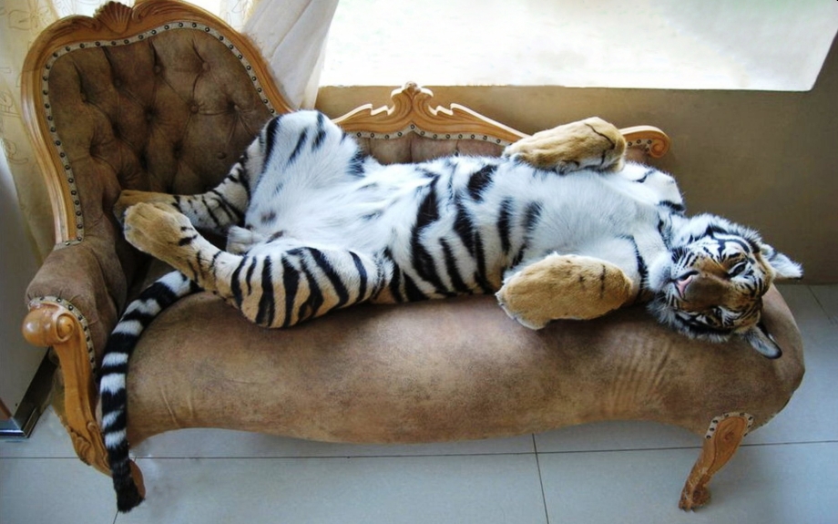 Дикие кошки в коробке