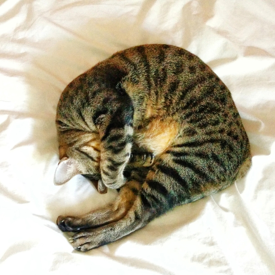 Большие кошки и коробки